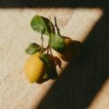 lemon balm for weight loss